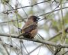 Black-throated Munia (Lonchura kelaarti) - Wiki