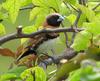 Chestnut-breasted Munia (Lonchura castaneothorax)