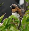 Chestnut-breasted Munia (Lonchura castaneothorax)