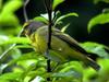 Yellow-fronted Canary (Serinus mozambicus)