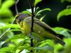 Yellow-fronted Canary (Serinus mozambicus)