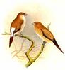 African Silverbill (Lonchura cantans) - Wiki