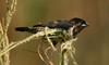 Bronze Mannikin (Lonchura cucullata)