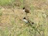 Hooded Munia (Lonchura spectabilis) - Wiki