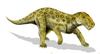 Lycaenops - Wiki