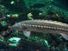 White Sturgeon (Acipenser transmontanus) - Wiki