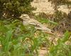 Eurasian Stone-curlew (Burhinus oedicnemus) - Wiki