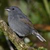 Slaty Finch (Haplospiza rustica) - Wiki