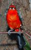 Brazilian Tanager (Ramphocelus bresilius) - Wiki