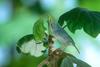 Bicolored Conebill (Conirostrum bicolor) - Wiki
