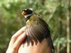 Orange-billed Sparrow (Arremon aurantiirostris)