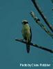 Laughing falcon Herpetotheres cachinnans