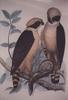 Laughing Falcon (Herpetotheres cachinnans) artwork