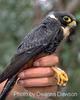 Bat falcon Falco rufigularis