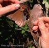 Ruddy ground-dove Columbina talpacoti