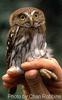 Ferruginous pygmy-owl Glaucidium brasilianum