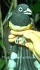Black-headed trogon Trogon melanocephalus