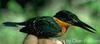 American Pygmy Kingfisher (Chloroceryle aenea) - Wiki