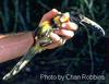 Collared aracari - Pteroglossus torquatus