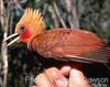 Chestnut-collared woodpecker Celeus castaneus