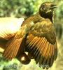 Tawny-winged Woodcreeper (Dendrocincla anabatina) - Wiki