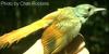 Olivaceous Woodcreeper (Sittasomus griseicapillus) - Wiki