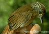 Barred antshrike Thamnophilus doliatus