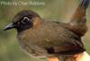 Black-faced Antthrush (Formicarius analis) - Wiki