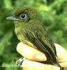 Eye-ringed Flatbill (Rhynchocyclus brevirostris) - Wiki