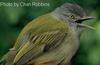 Yellow-olive Flycatcher (Tolmomyias sulphurescens) - Wiki