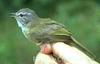 Greenish Elaenia (Myiopagis viridicata) - Wiki