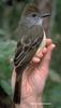 Brown-crested Flycatcher (Myiarchus tyrannulus) - Wiki