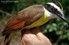 Great kiskadee Pitangus sulphuratus