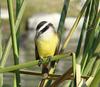 Great Kiskadee (Pitangus sulphuratus)