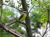 Great Kiskadee (Pitangus sulphuratus)