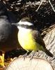 Great Kiskadee (Pitangus sulphuratus) - Wiki