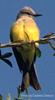 Tropical Kingbird (Tyrannus melancholicus)