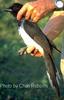 Brown Jay (Cyanocorax morio)