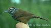 Spot-breasted Wren (Thryothorus maculipectus) - Wiki