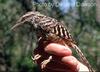 Band-backed Wren (Campylorhynchus zonatus) - Wiki