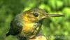 Long-billed Gnatwren (Ramphocaenus melanurus) - Wiki