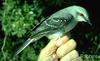 Tropical mockingbird Mimus gilvus