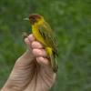 Yellow Warbler (Dendroica petechia)