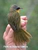 Grey-crowned Yellowthroat (Geothlypis poliocephala) - Wiki