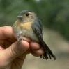 Grey-throated Chat (Granatellus sallaei) - Wiki