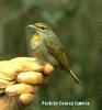 Rose-throated Tanager (Piranga roseogularis) - Wiki