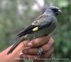 Yellow-winged Tanager (Thraupis abbas) - Wiki