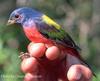 Painted Bunting (Passerina ciris)