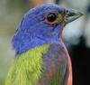 Painted Bunting (Passerina ciris) - Wiki