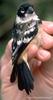 White-collared Seedeater (Sporophila torqueola) - Wiki